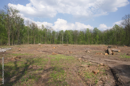 Fototapeta Naklejka Na Ścianę i Meble -  Felling site in the forest. Forest clearing. Wood harvesting.