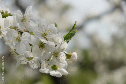 A branch of a blossoming cherry tree. Inflorescence of white cherry flowers in spring.