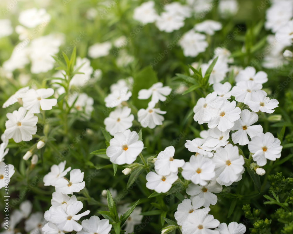 White phlox flower close up.