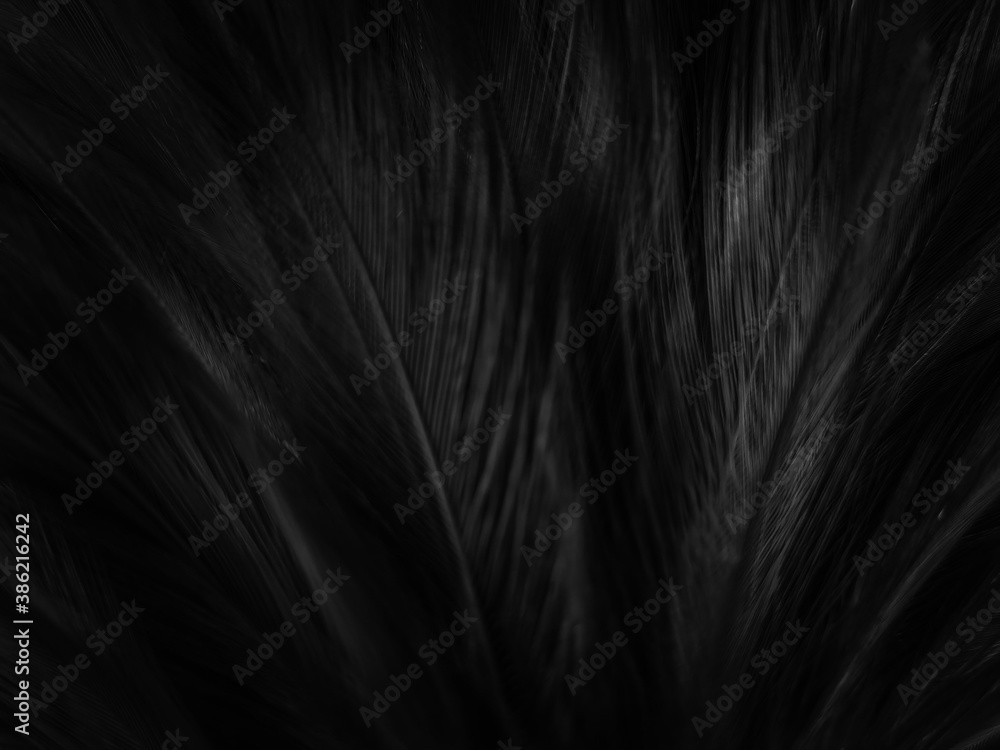 Naklejka premium Beautiful abstract black feathers on dark background, gray feather texture on black background, white feather background