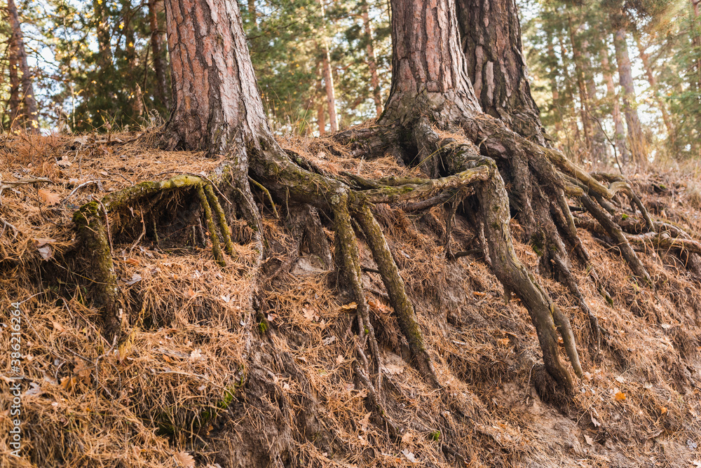 Fototapeta premium pine roots, tree roots, Pine forest