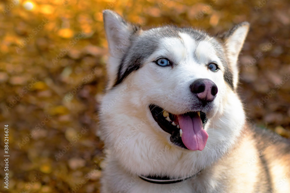 Happy Close-up face of a husky with blue eyes. Canadian, northern dog. Copy Space.