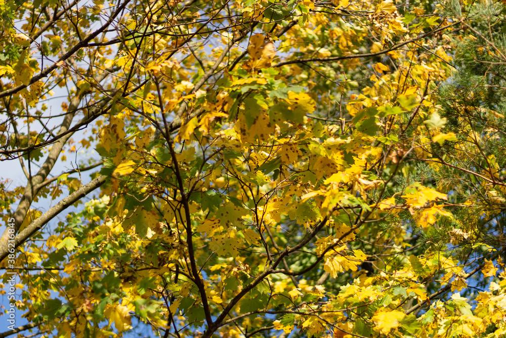 Yellow autumn maple leaves in the sunlight Yellow autumn maple leaves in the sunlight