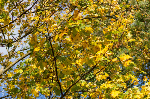 Yellow autumn maple leaves in the sunlight