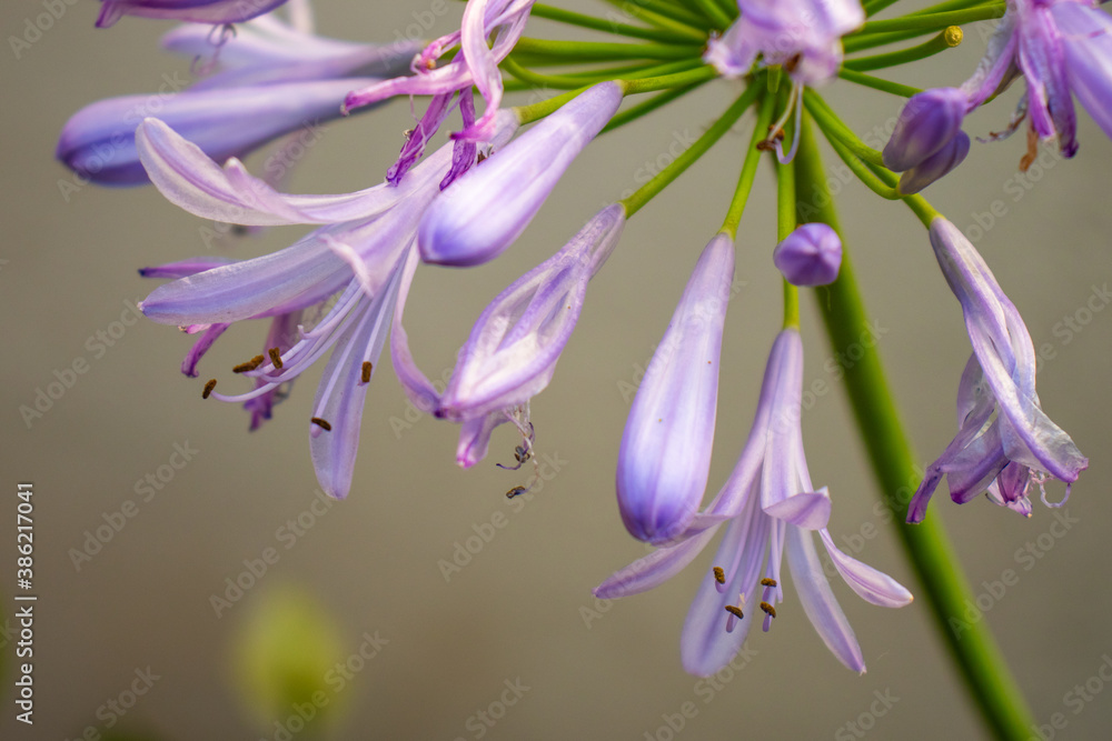 flowers of a lilac flowers of a lilac