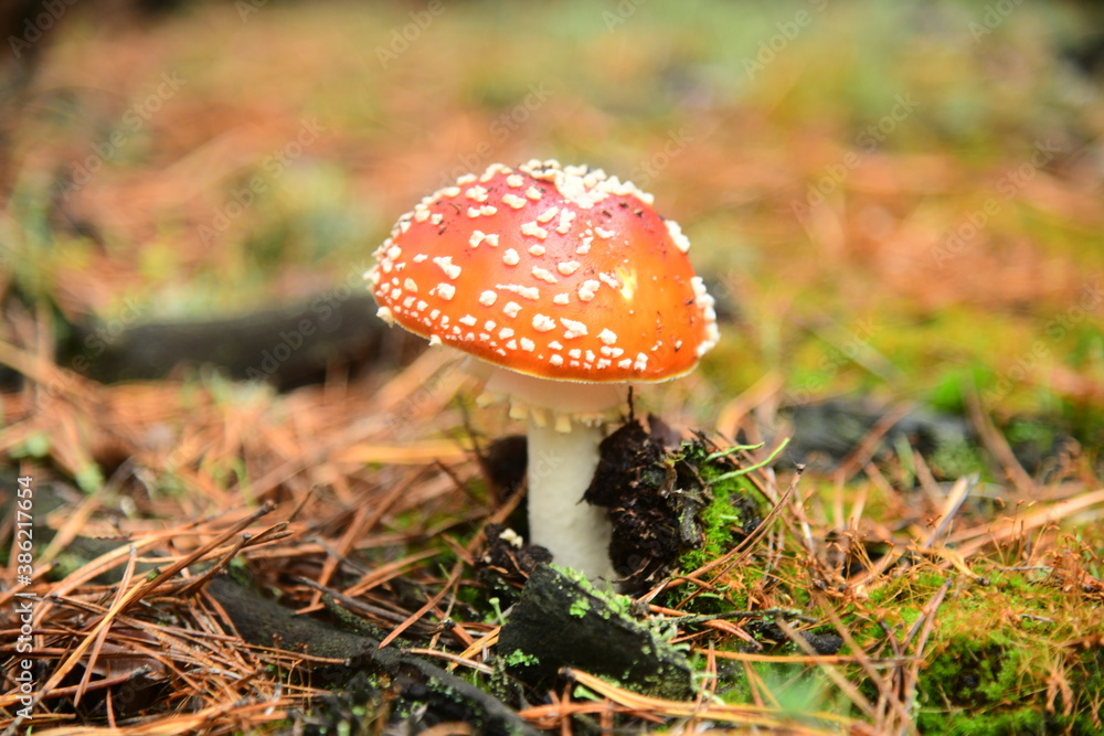 Mushroom red fly-agaric in the autumn forest macro Mushroom red fly-agaric in the autumn forest macro