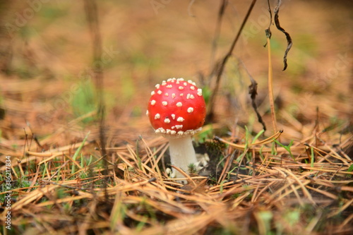Mushroom red fly-agaric in the autumn forest macro