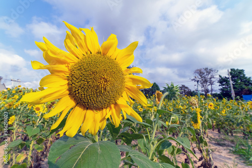 Sunflower in the sunshine at the farm