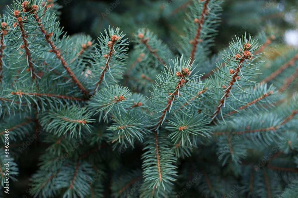 blue spruce young branches natural background