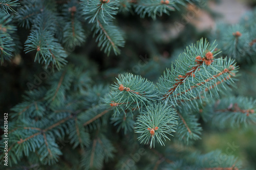 blue spruce young branches natural background