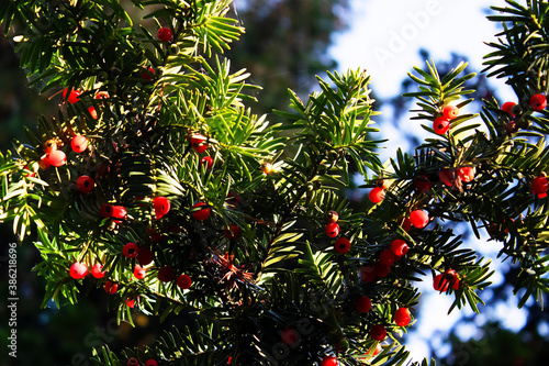 Yew berry close-up.