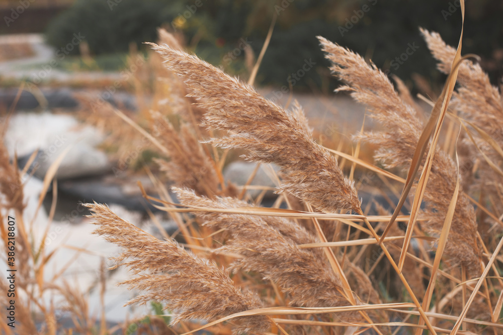 Fototapeta premium spikelets of reeds abstract background