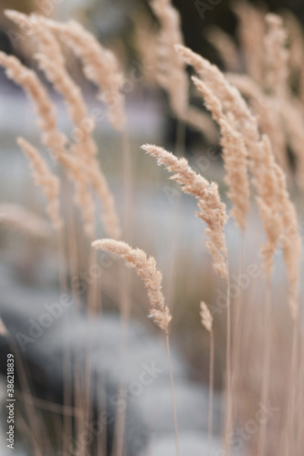 spikelets of reeds abstract background
