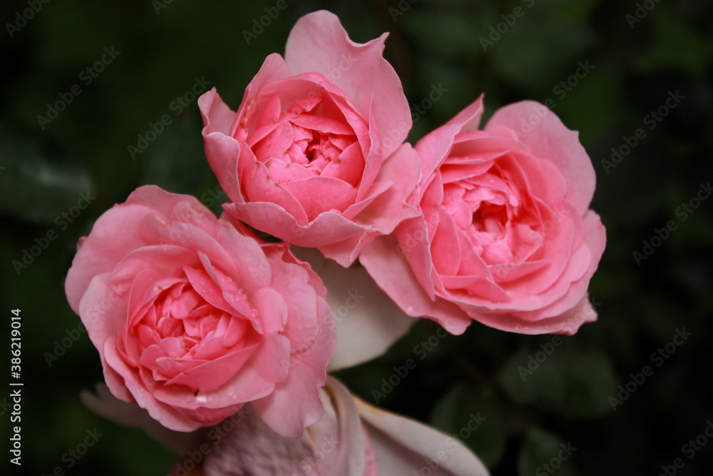 Three very ripe roses still beautiful. Three roses with a wilted petal. Three very ripe roses still beautiful. Three roses with a wilted petal.