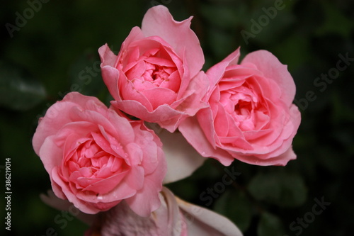 Three very ripe roses still beautiful. Three roses with a wilted petal.