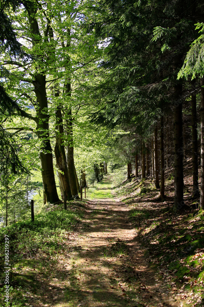 Obraz premium Alte Bäume säumen die Wege im einstigen herzoglichen Wald. Kleinschmalkalden, Thüringen, Deutschland, Europa -- Old trees line the paths in the former ducal forest. Kleinschmalkalden, Thuringia, Ge 