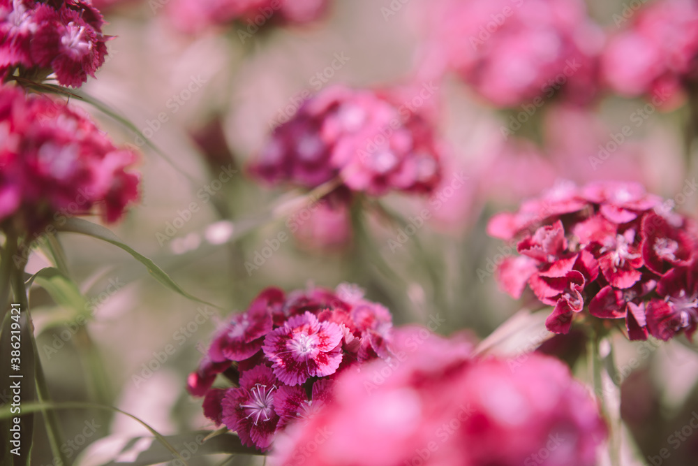 close-up live flower turkish carnation close-up live flower turkish carnation