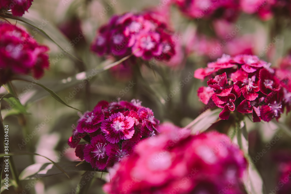 Fototapeta premium close-up live flower turkish carnation