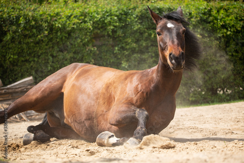 Pferd wälzt sich