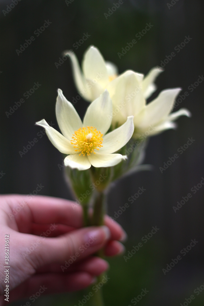 Fototapeta premium yellow pasque flowers bouquet in hand on dark background in spring