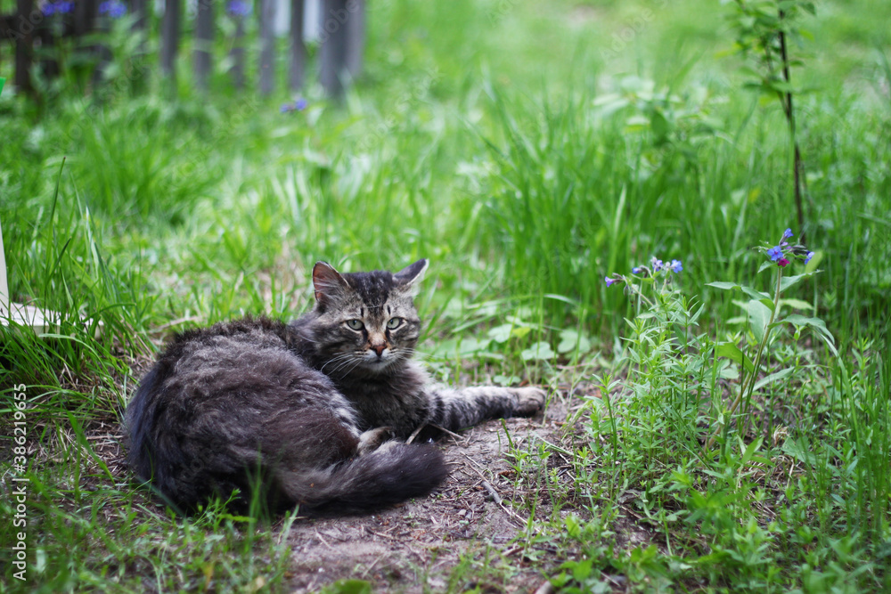 homeless grey cat lying on green grass behind the fence in park homeless grey cat lying on green grass behind the fence in park