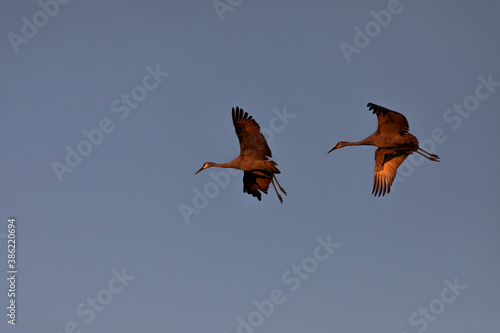 Landing sandhill cranes in  Wisconsin conservation area.