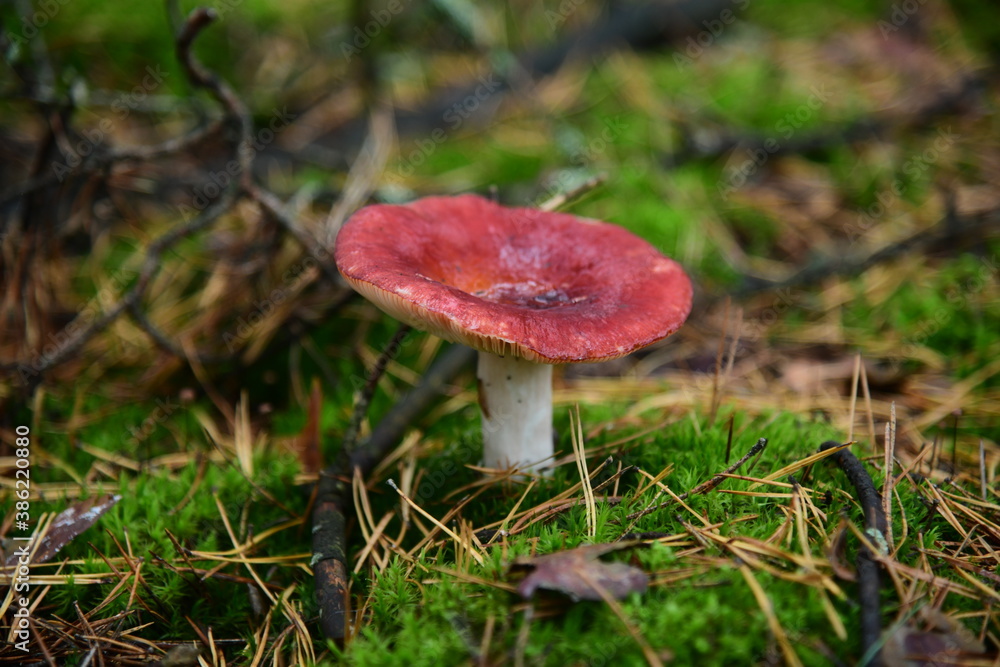 Collection of mushrooms is in the autumn forest. Russula atropurpurea mushroom Collection of mushrooms is in the autumn forest. Russula atropurpurea mushroom