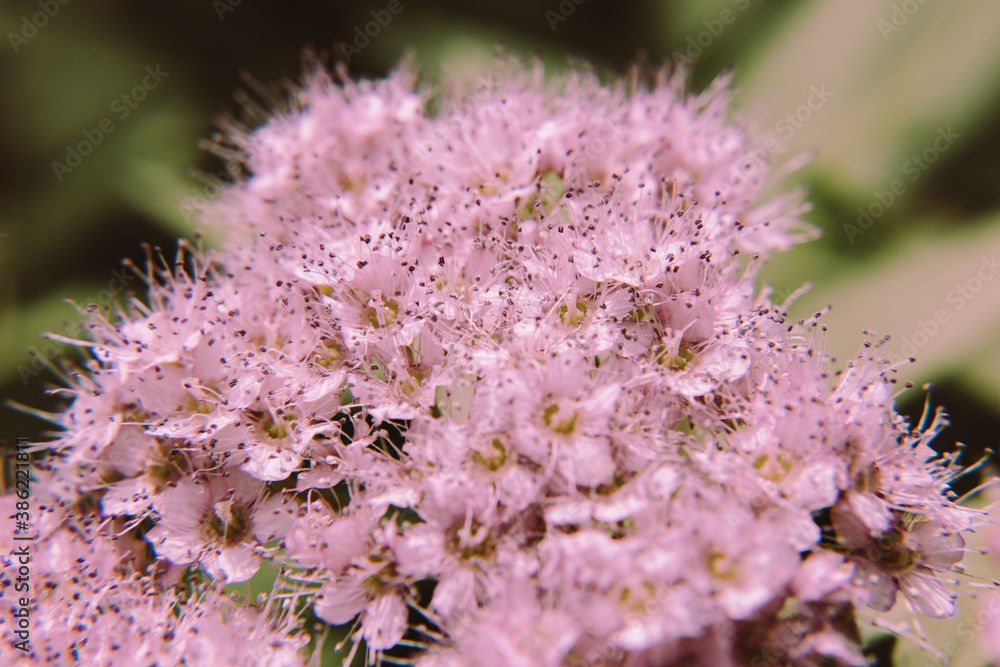 close-up of living flower spirea