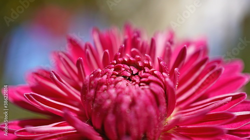 close up of pink dahlia flower