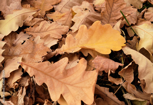 dry oak leaves