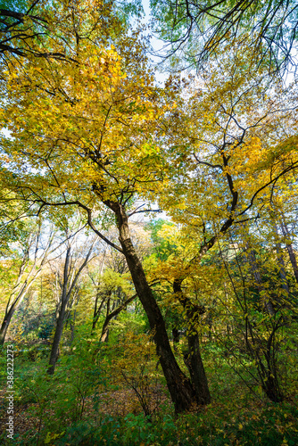 Beautiful autumn landscape in Vanadzor s botanical garden