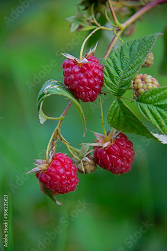 berry raspberry - juicy and ripe on a green background