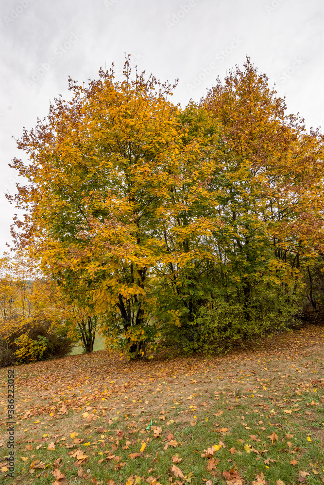 Naklejka premium Autumn leaves and trees foliage in Kosutnjak park in Belgrade, the capital of Serbia