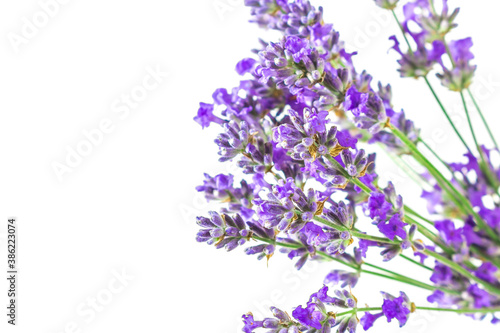 Purple lavender flowers on a white background