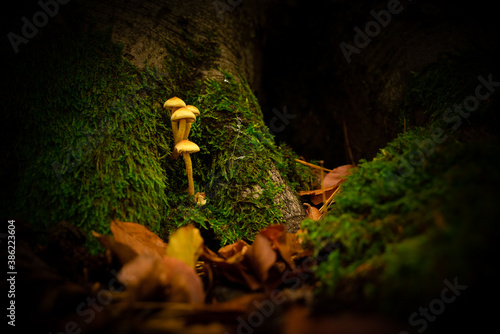 Mushroom autumn