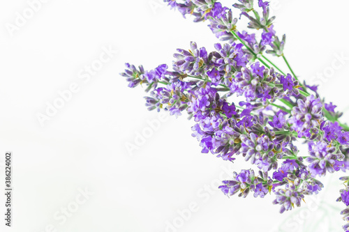 Purple lavender flowers on a white background