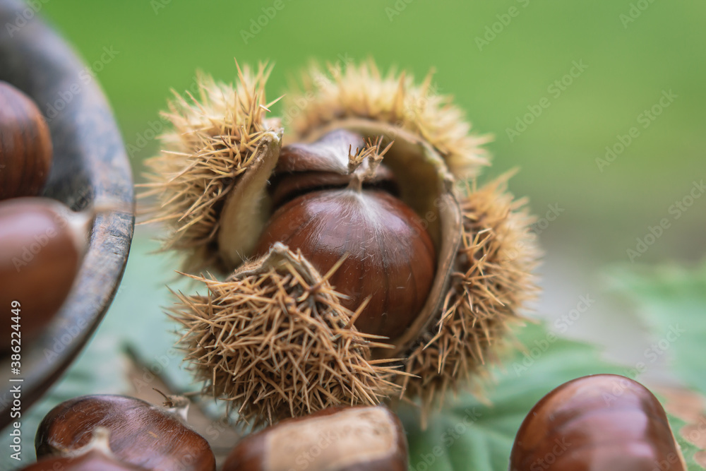 sweet chestnuts rustic composition on daylight sweet chestnuts rustic composition on daylight