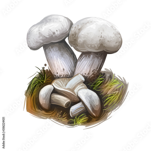 Canvas Print Calocype gambosa, st Georges mushroom digital art illustration