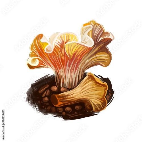Cantharellus californicus, mud puppy or oak chanterelle digital art illustration. Fungus of circled shape, natural vegetable, mushroom closeup of clipart, veggie on ground of forest wood fungi photo