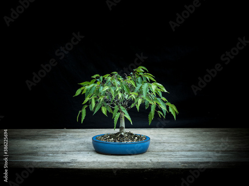 bonsai Japanese zelkova small size photo