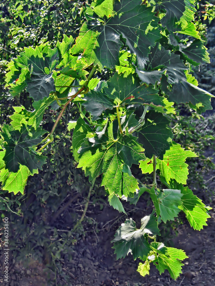 Leaves and light.Composition 4. Leaves and light.Composition 4.