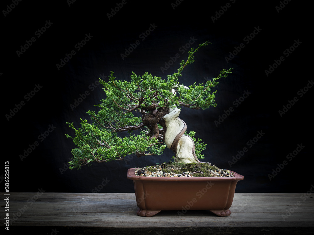 Fotobehang Bonsai Japanese bonsai juniper twist trunk  #386225813
