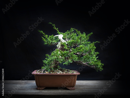 Japanese bonsai twist trunk on table