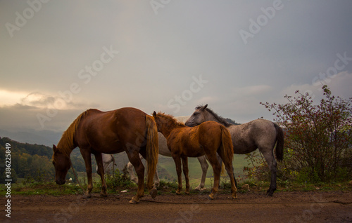 beautiful horses in the field