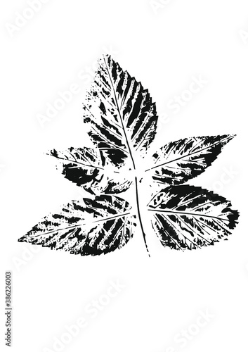 printed raspberry leaf