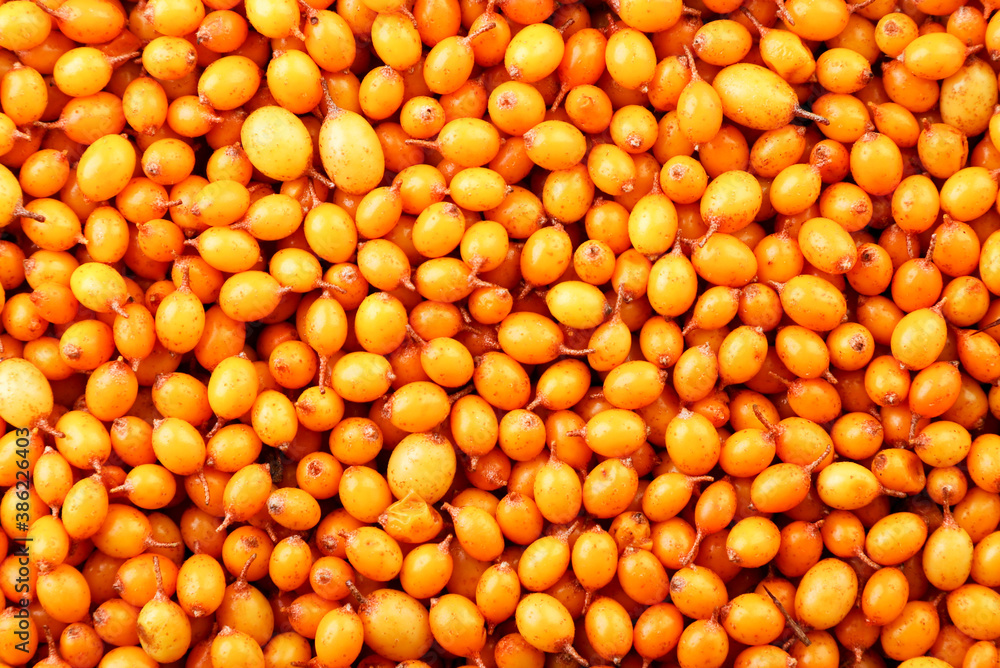 Sea buckthorn background. The view from top