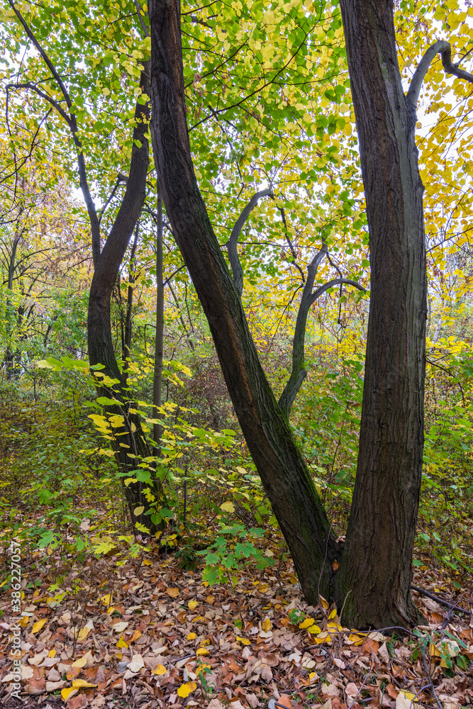 Obraz premium Autumn leaves and trees foliage in Kosutnjak park in Belgrade, the capital of Serbia