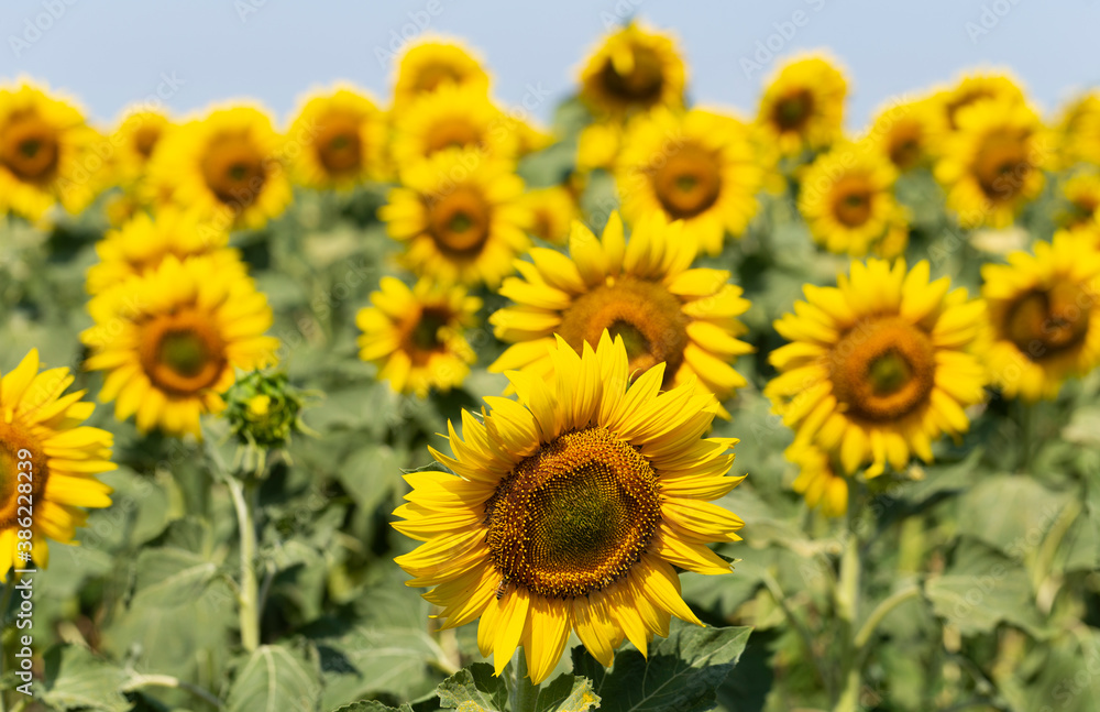 Sunflower Flower Blossom. Field of Golden sunflowers, illuminated by the midday sun. Bee collects pollen in the sunflower. Sunflower Flower Blossom. Field of Golden sunflowers, illuminated by the midday sun. Bee collects pollen in the sunflower.