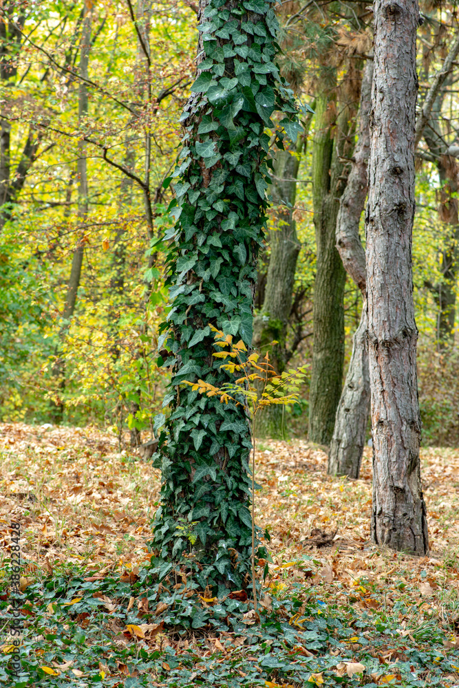 Autumn leaves and trees foliage in Kosutnjak park in Belgrade, the capital of Serbia Autumn leaves and trees foliage in Kosutnjak park in Belgrade, the capital of Serbia