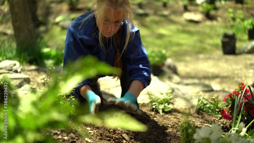 Closeup of woman removing rocks and planting flower in a home landscaped garden. Closeup of woman removing rocks and planting flower in a home landscaped garden.